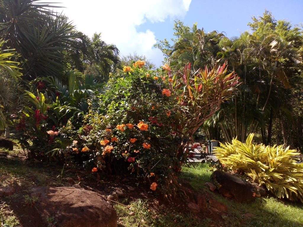 Oasis De Grande Anse Villa Deshaies Exteriör bild