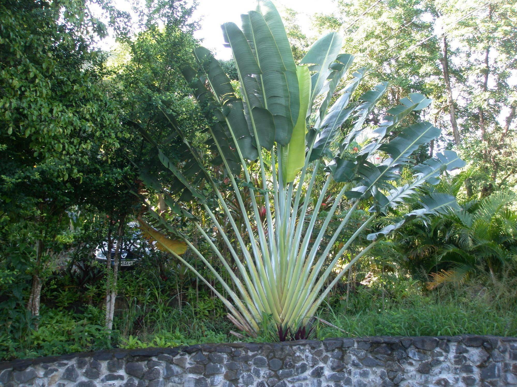 Oasis De Grande Anse Villa Deshaies Exteriör bild